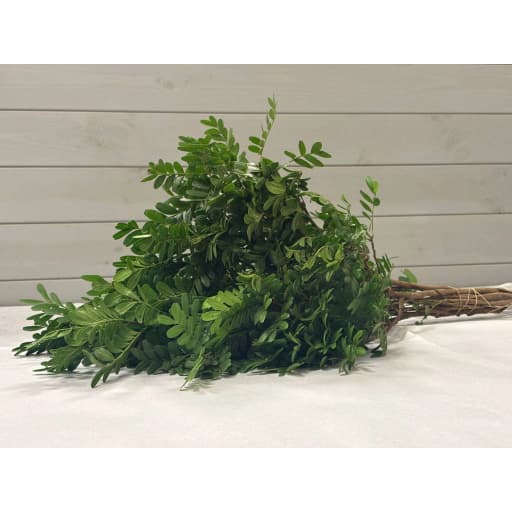 Leaf Pistacia Зелень