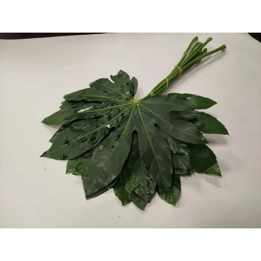 Aralia alangium Зелень