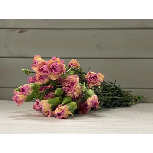 CARN TR JESTER Гвоздика кустовая