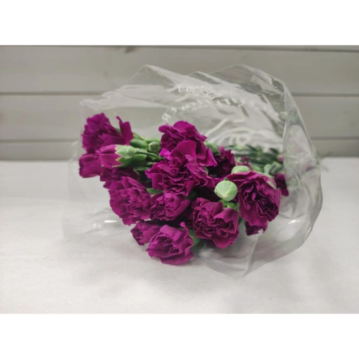 CARN TR PURPLE Гвоздика кустовая