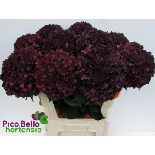 Hydrangea mag ruby red classic Гортензия