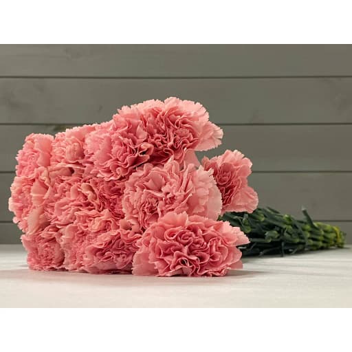Carnation pink Гвоздика