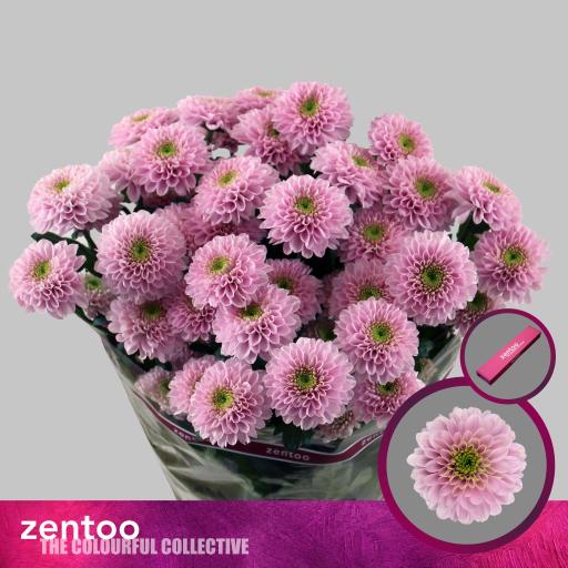 Chrys sp letsgo pink Хризантема кустовая