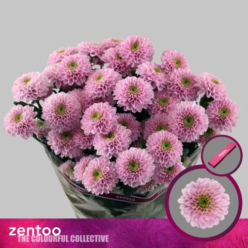 Chrys sp letsgo pink Хризантема кустовая