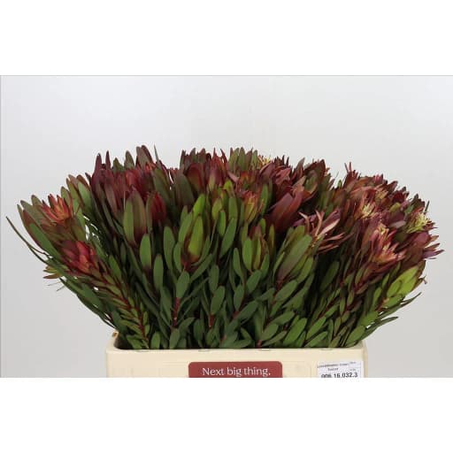 Leucadendron saf sunset Лейкодендрон