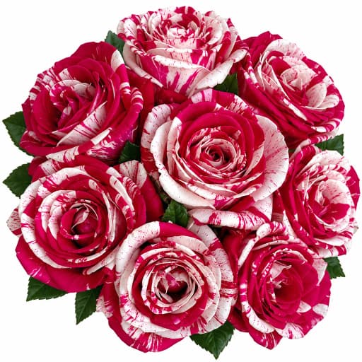 Rose aquarius Роза одноголовая