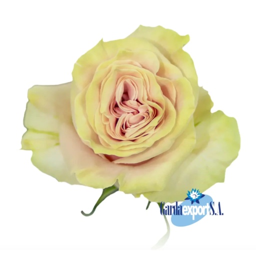 PINK MONDIAL Роза одноголовая Эквадор