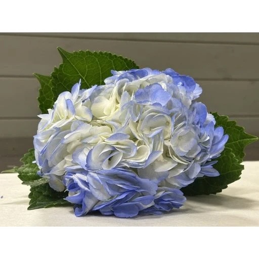 HYDRANGEAS BLUE Гортензия