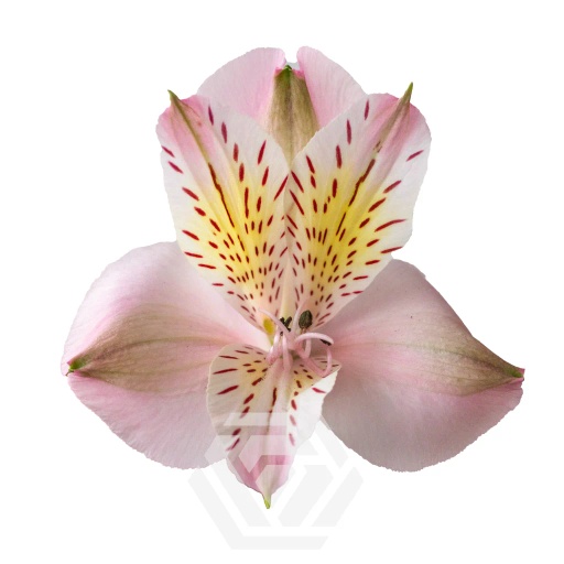 PINK ALICE Альстромерия