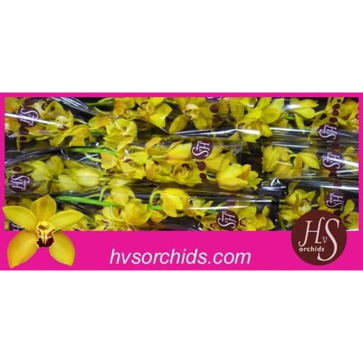 Cymbidium yellow cookbridge Орхидея Цимбидиум