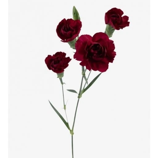 CARN TR RED + Гвоздика кустовая