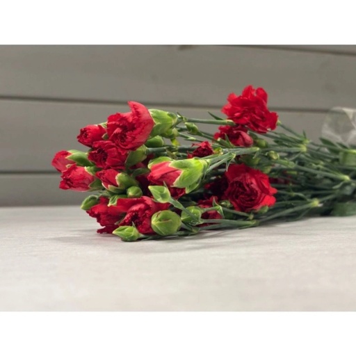 CARN TR RED Гвоздика кустовая