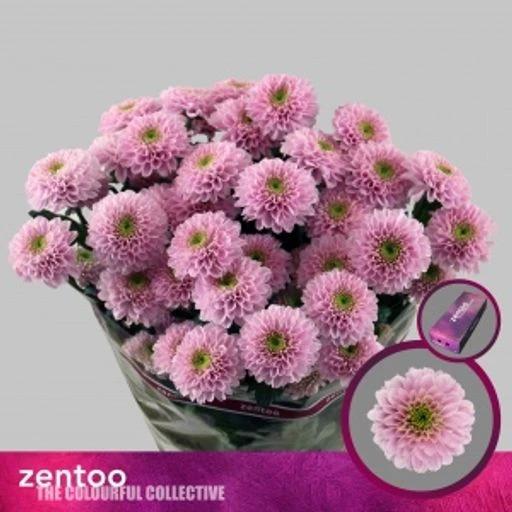 Chrys sp letsgo pink Хризантема кустовая