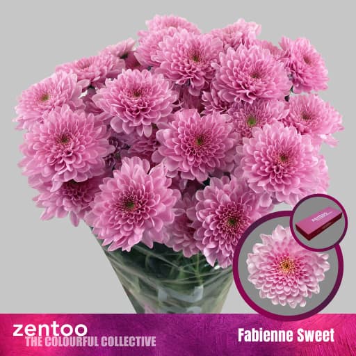 Chrys sp fabienne sweet Хризантема кустовая