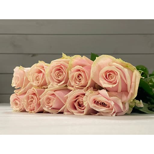 Rose senorita Роза одноголовая