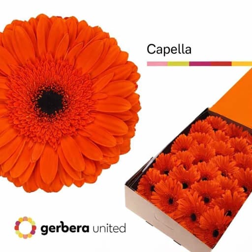 Gerbera capella Гербера