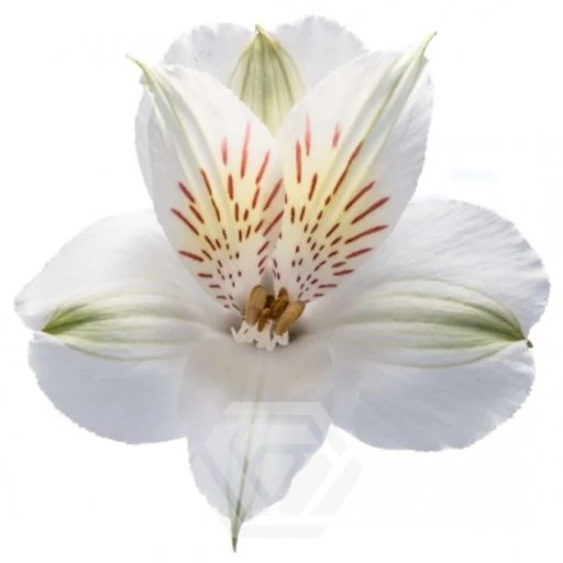 WHITE WHISTLER Альстромерия