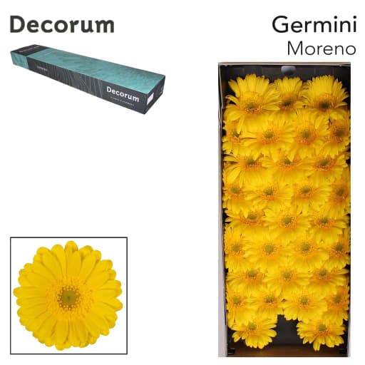 Germini moreno Гермини