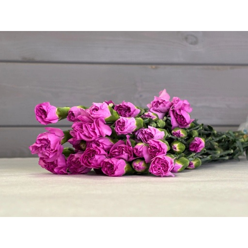 CARN TR LAVENDER Гвоздика кустовая