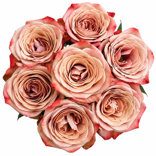 Rose cappuccino Роза одноголовая