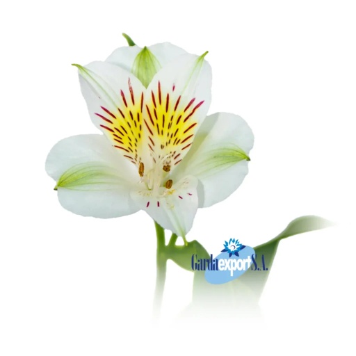 WHISTLER Альстромерия