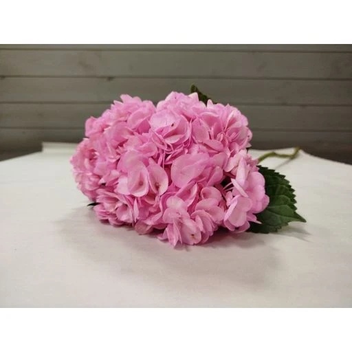 HYDRANGEAS PINK Гортензия