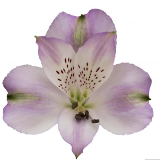 LAVENDER LOUISIANA Альстромерия