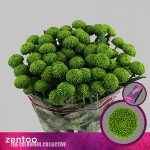 Chrys sp deligreen Хризантема кустовая