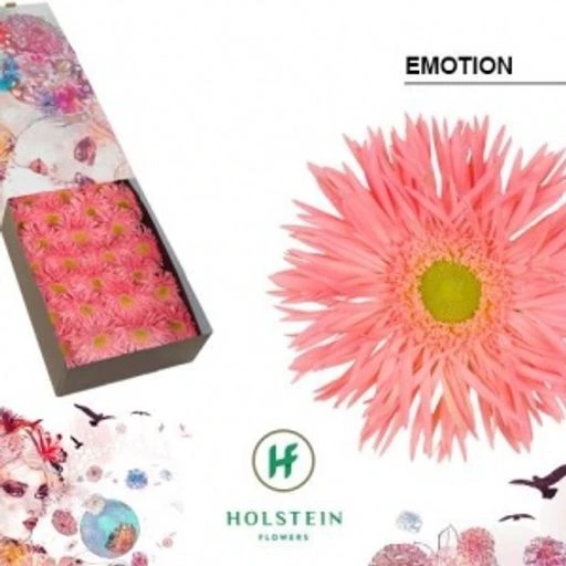 Gerbera emotion Гербера