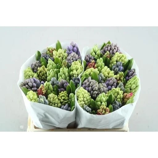 Hyacinthus 5 colour mix in bucket Гиацинт