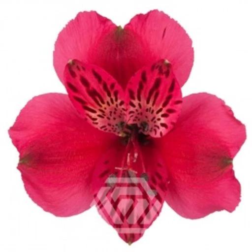 HOT PINK LUCIA Альстромерия