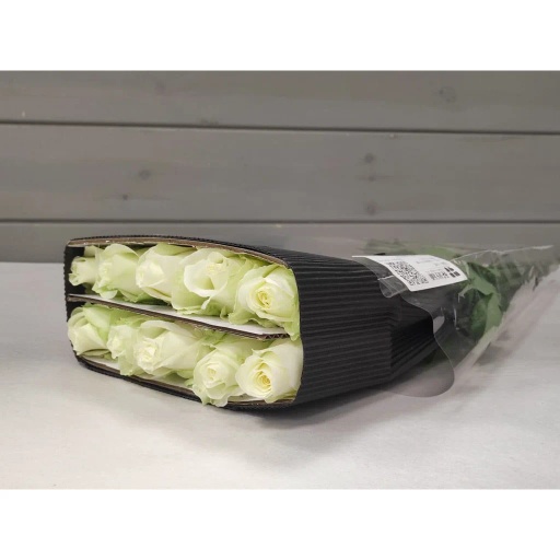 White Роза одноголовая