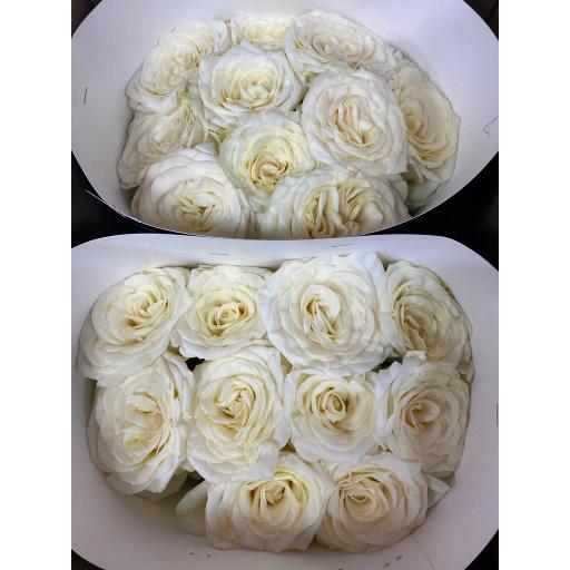 Кендал Лайт Роза одноголовая