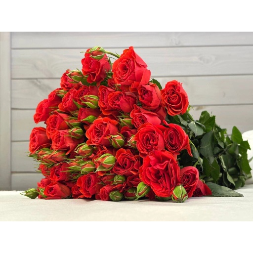 Rose Red Lace Роза кустовая