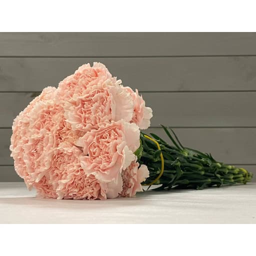 Carnation light pink Гвоздика