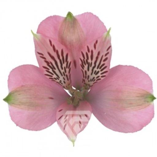 PINK ELEGANCE Альстромерия