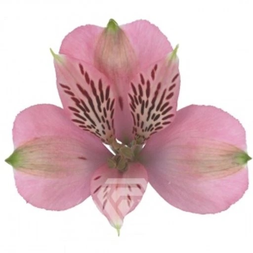 PINK ELEGANCE Альстромерия