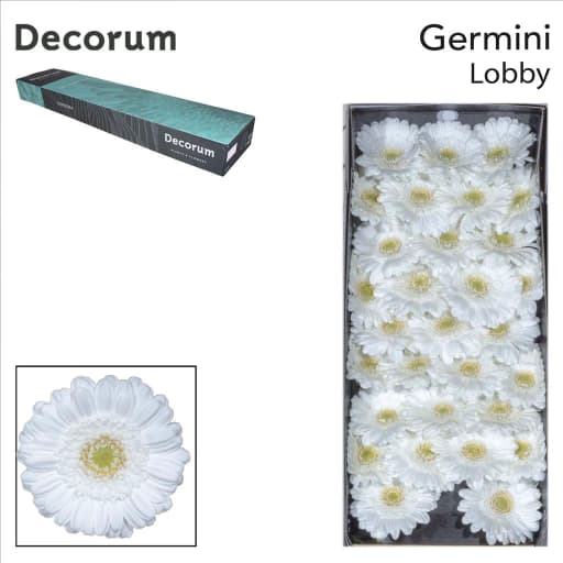 Germini lobby Гермини