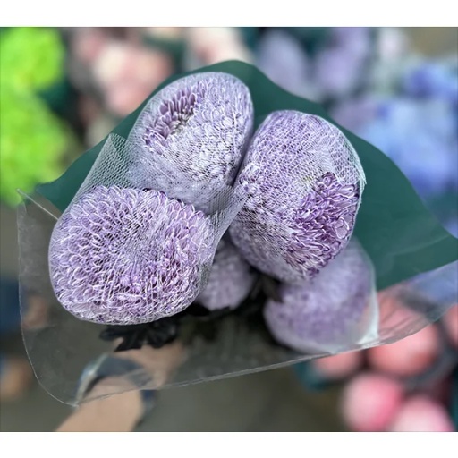 Spider Purple Хризантема одноголовая