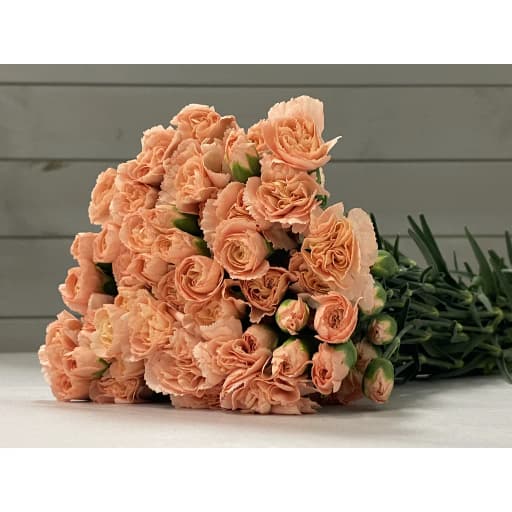 Spray carnation mo yan Гвоздика кустовая
