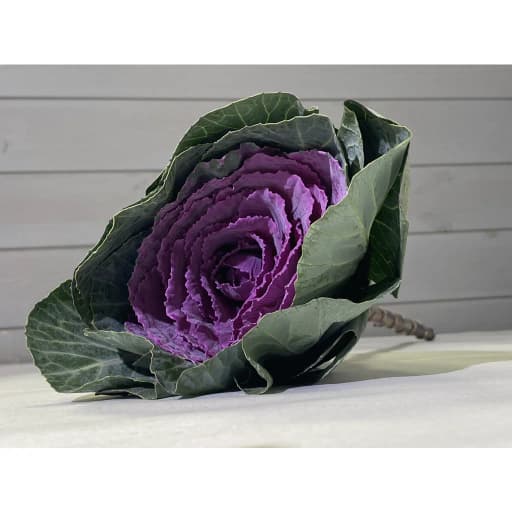Brassica purple Брассика