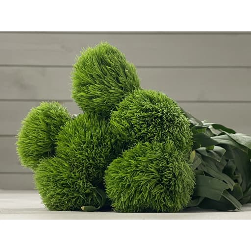 Dianthus green wicky Гвоздика