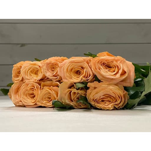 Rose hermosa Роза одноголовая