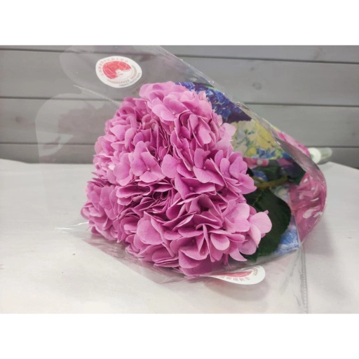 Pink Гортензия