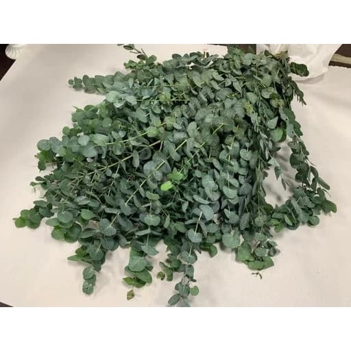 Eucalyptus Cinerea Эвкалипт