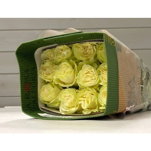 MONDIAL Роза одноголовая Эквадор