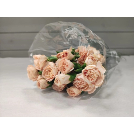 CARN TR PEACH Гвоздика кустовая