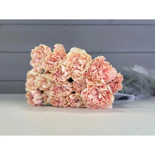 Small Peach Гвоздика