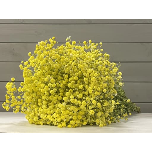 Yellow Гипсофила