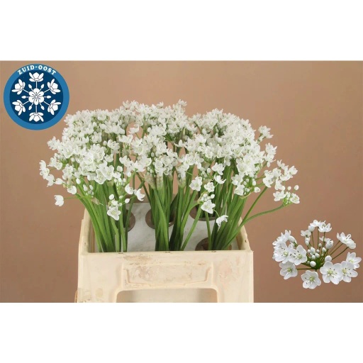 Allium flocon Аллиум